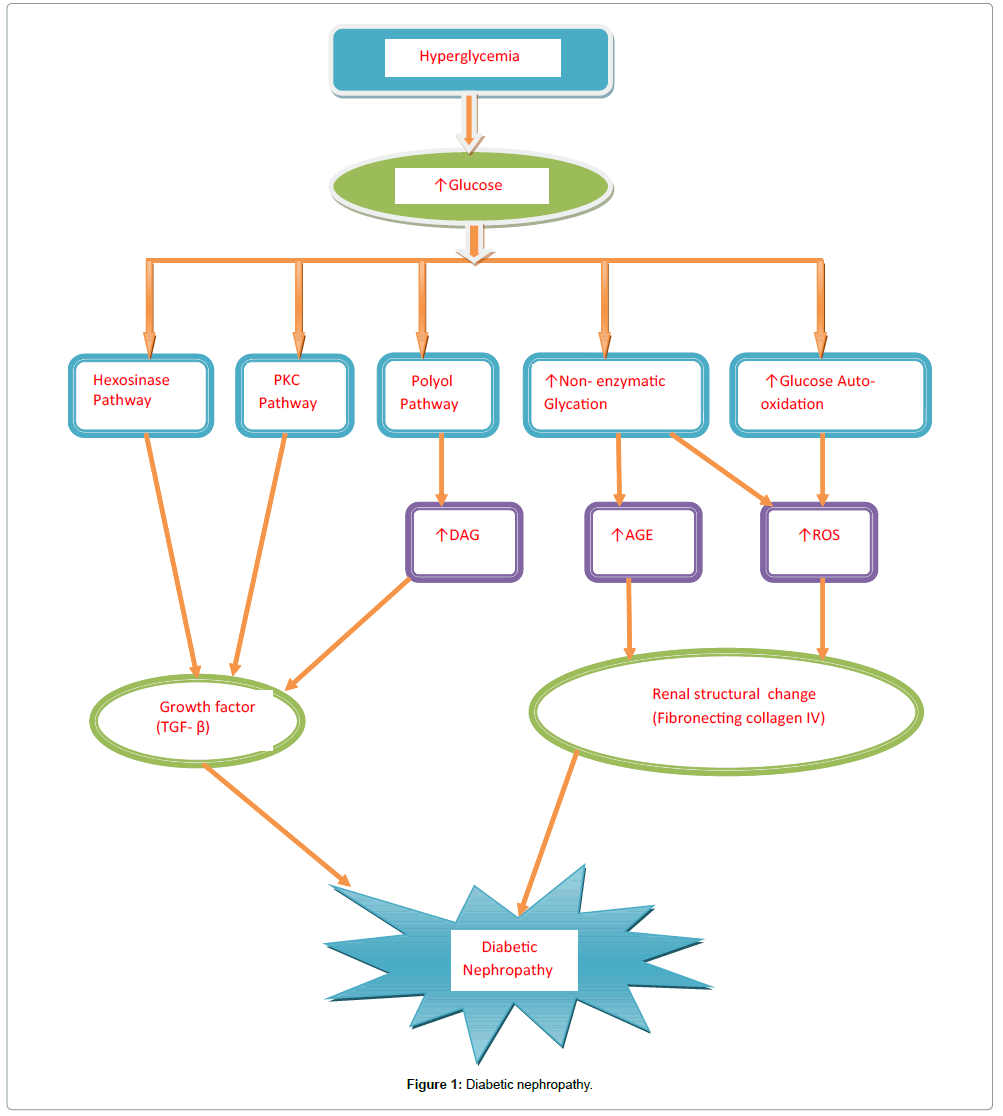 diabetes-metabolism-diabetic-nephropathy