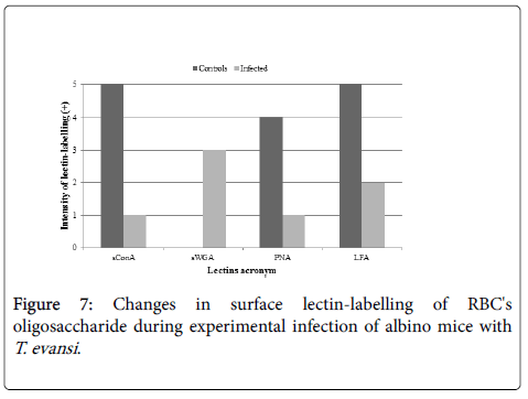 diagnostic-pathology-lectin-labelling