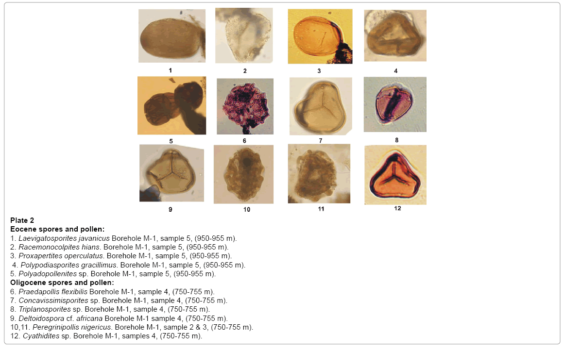 earth-science-climatic-change-Eocene-spores