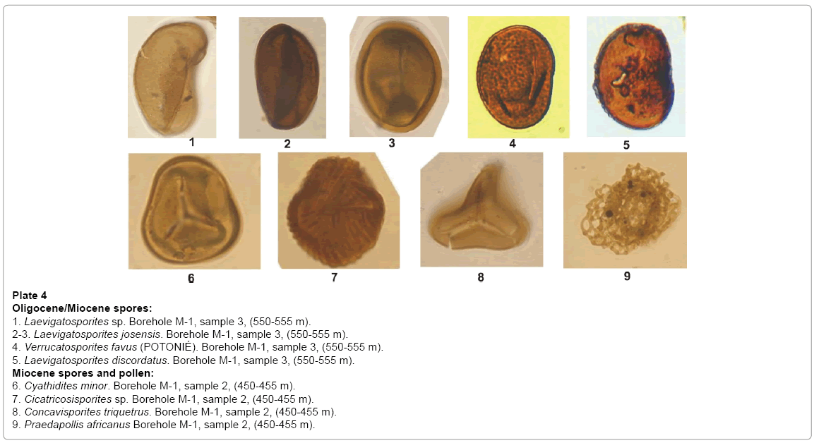 earth-science-climatic-change-Miocene-spores