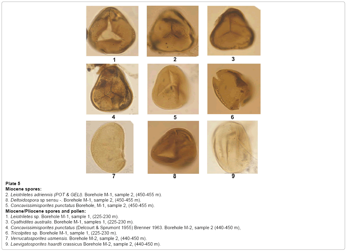 earth-science-climatic-change-Miocene-spores