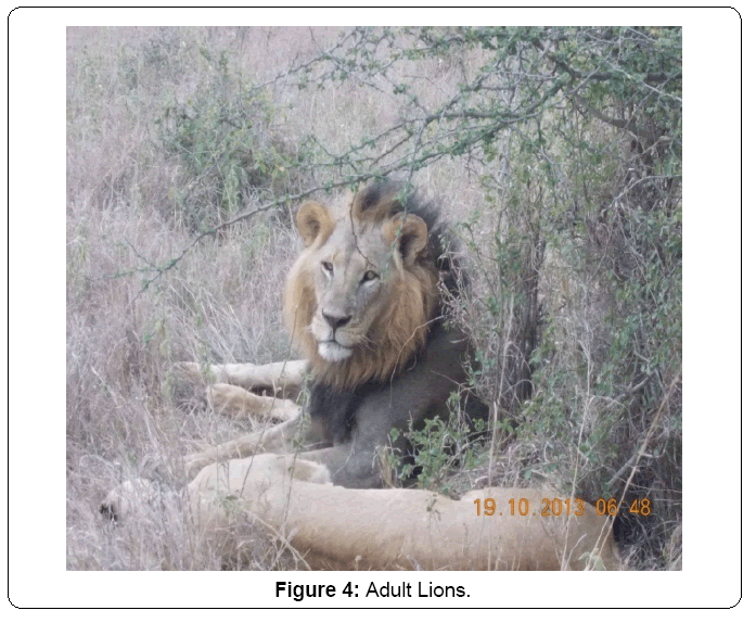 ecosystem-ecography-adult-lions