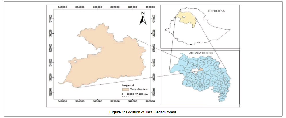 ecosystem-ecography-forest