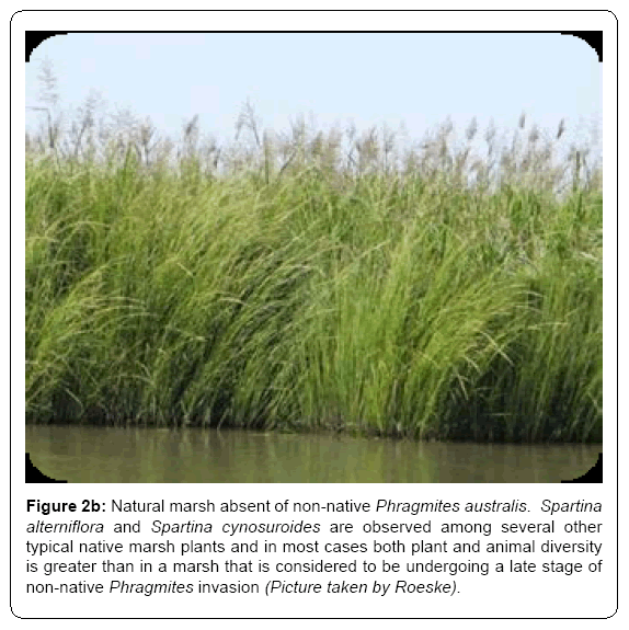 ecosystem-ecography-non-native-phragmites