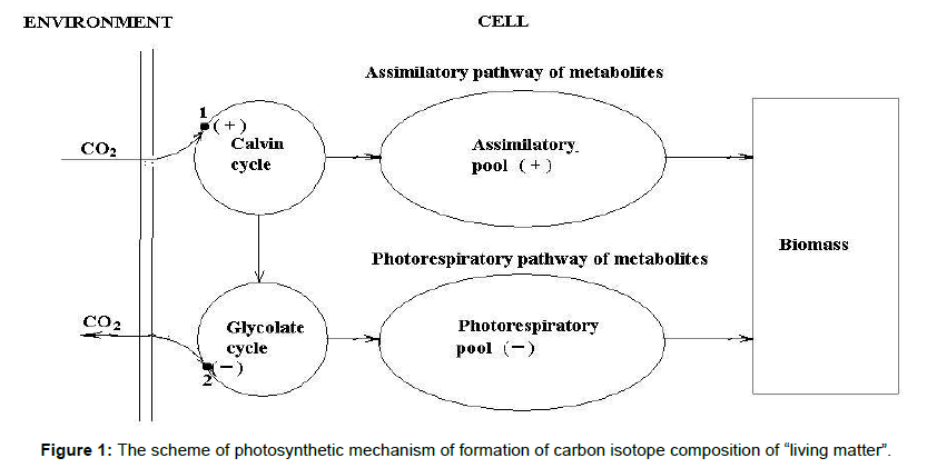 ecosystem-ecography-photosynthetic-carbon-isotope