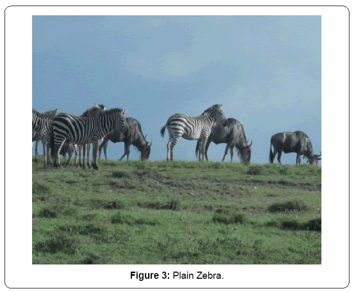 ecosystem-ecography-plain-zebra