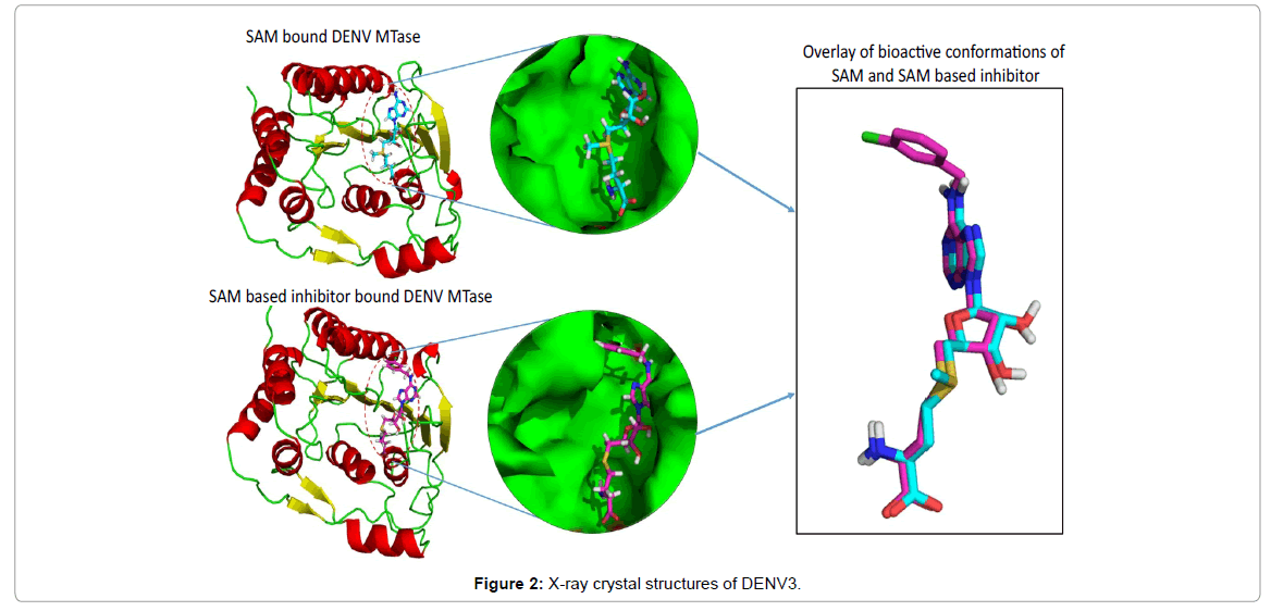 emerging-infectious-diseases-x-ray-crystal-structures-of-denv