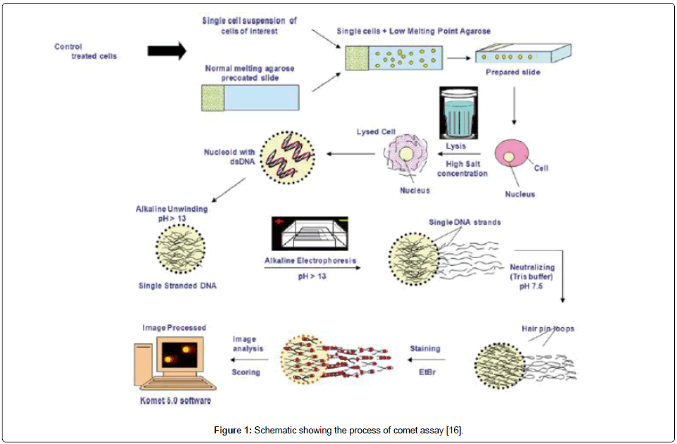 Comet Assay On Toxicogenetics Several Studies In Recent Years On - 