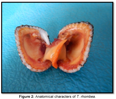 fisheries-livestock-production-Anatomical-characters