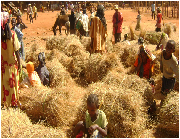 fisheries-livestock-production-Wolayita-Area