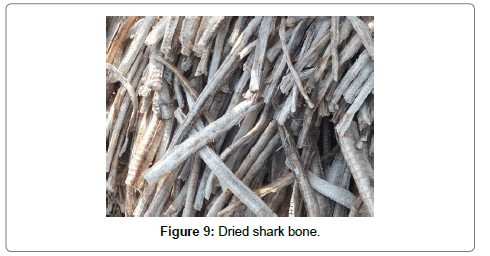 fisheries-livestock-production-bone