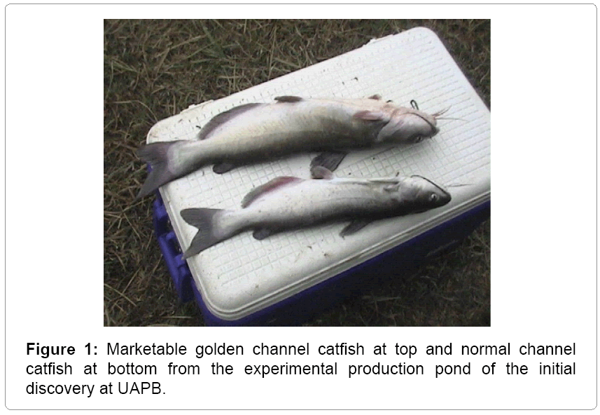 fisheries-livestock-production-catfish