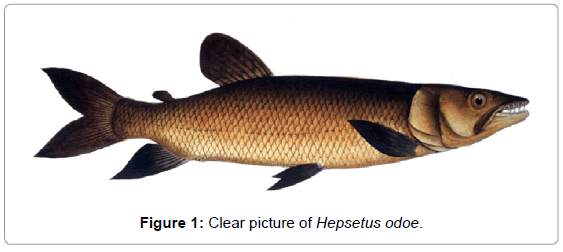 fisheries-livestock-production-clear-picture-hepsetus