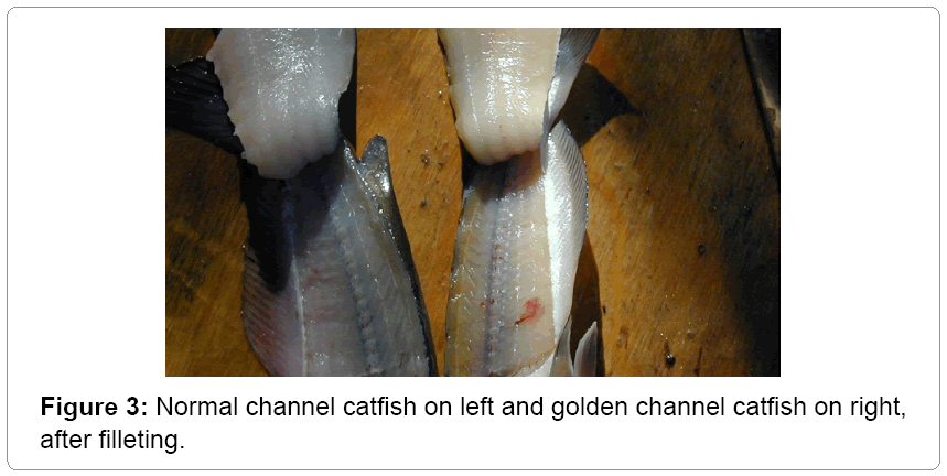 fisheries-livestock-production-filleting