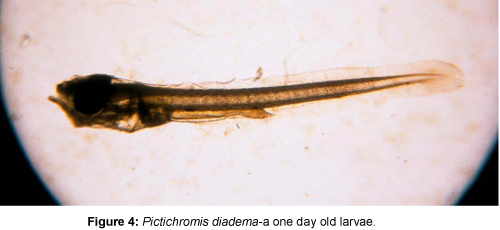 fisheries-livestock-production-old-larvae