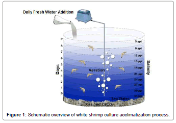 fisheries-livestock-production-shrimp-culture