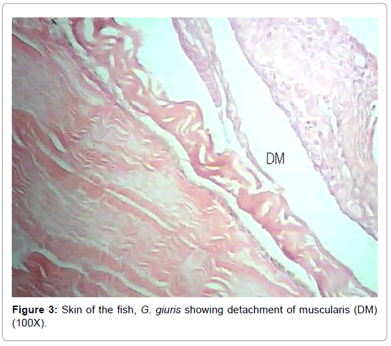 fisheries-livestock-production-skin-detachment