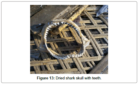 fisheries-livestock-production-skull