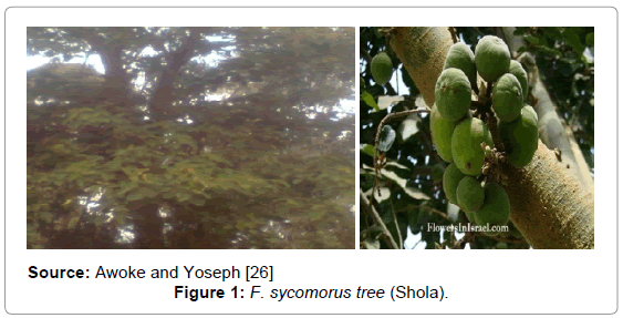 fisheries-livestock-production-sycomorus-tree