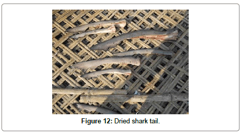 fisheries-livestock-production-tail