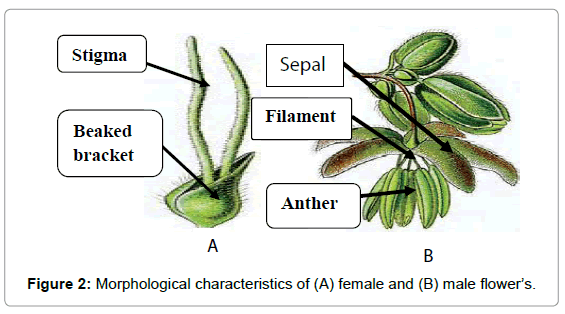 forensic-research-Morphological-characte