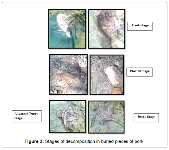 Forensic-research-decomposition-buried-pieces