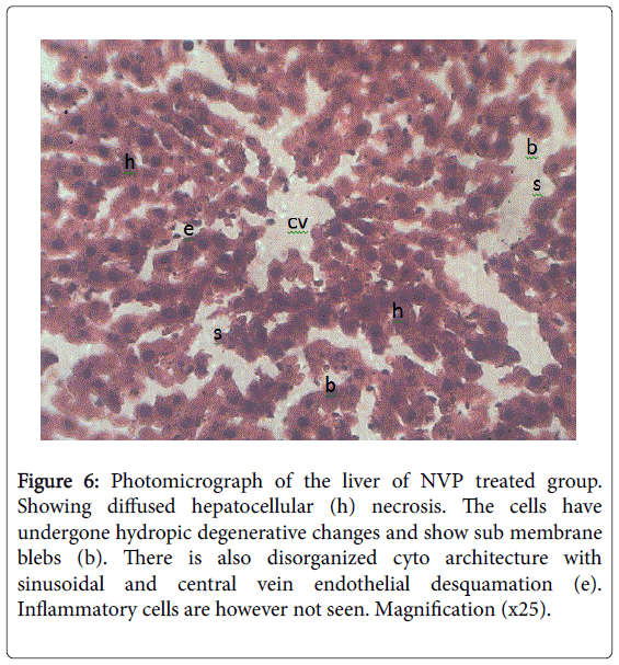 gastrointestinal-digestive-NVP-treated-group