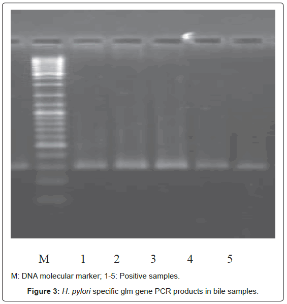 gastrointestinal-digestive-gene-PCR-products