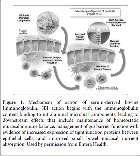 gastrointestinal-digestive-system-Entera-Health