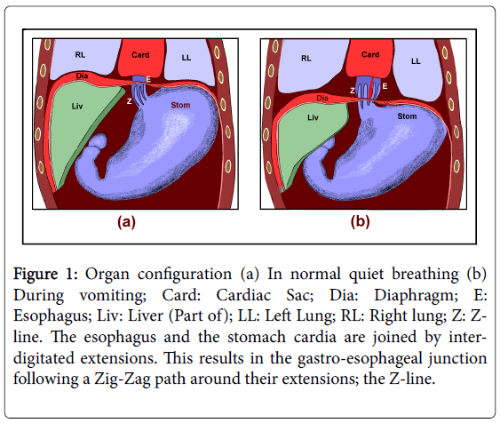 gastrointestinal-digestive-system-Organ-configuration