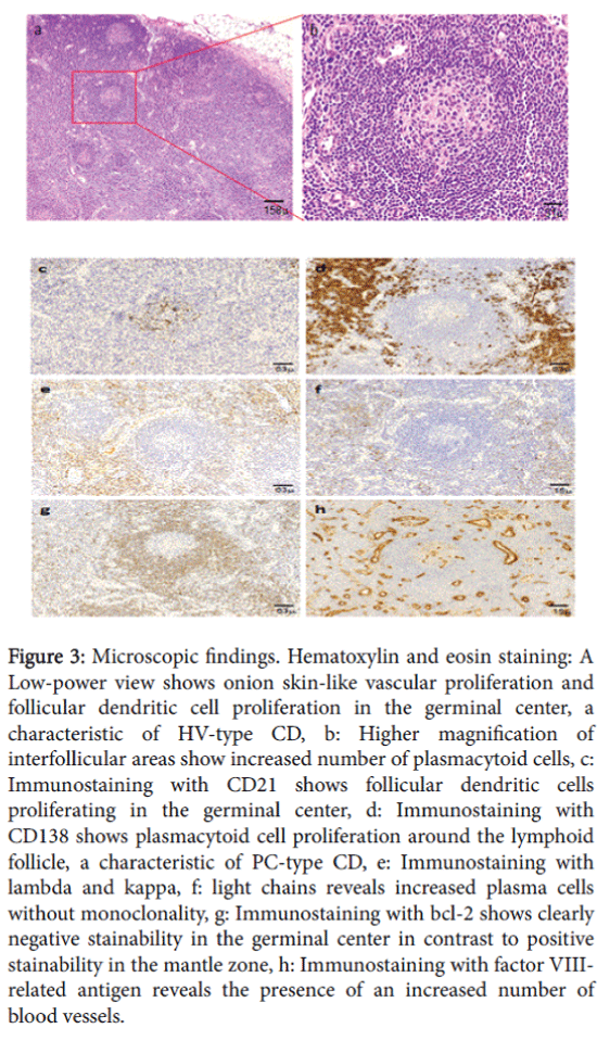 gastrointestinal-digestive-system-eosin-staining