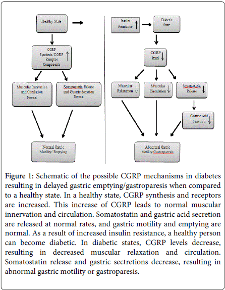 gastrointestinal-digestive-system-gastric-motility