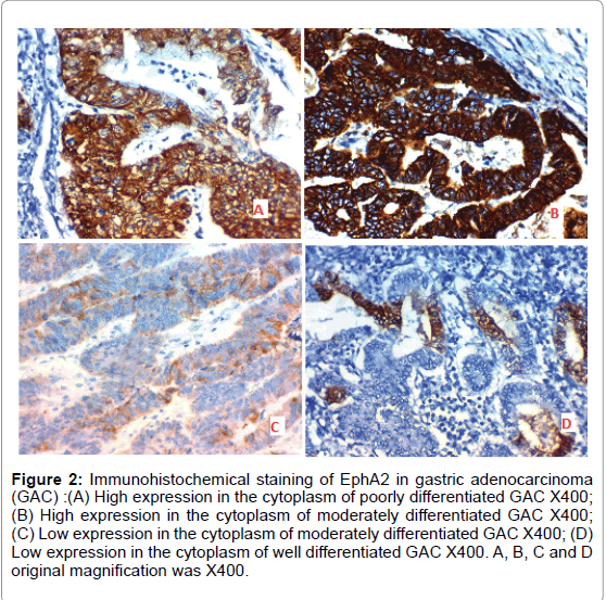 gastrointestinal-digestive-system-original-magnification