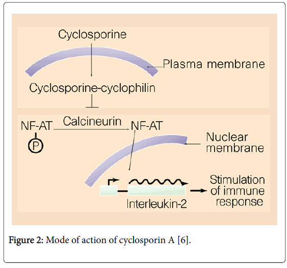 why does cyclosporine interact eth