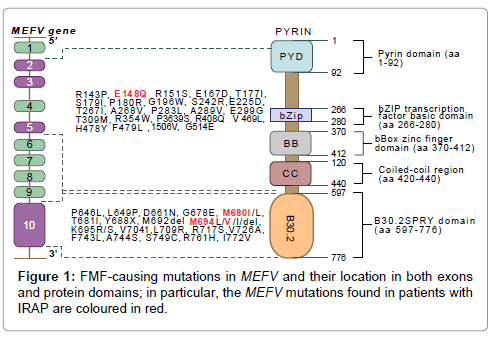 A Domain Structure Of The Mefv Gene The Mefv Gene Is Composed Of 10