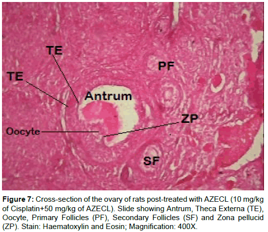 homeopathy-ayurvedic-Haematoxylin-Eosin