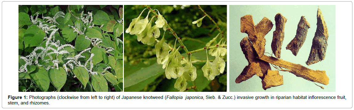 homeopathy-ayurvedic-medicine-habitat-inflorescence-fruit