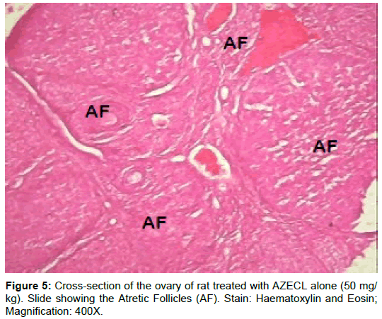 homeopathy-ayurvedic-ovary-rat-treated