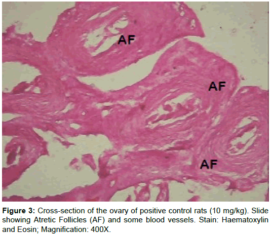 homeopathy-ayurvedic-positive-control-rats