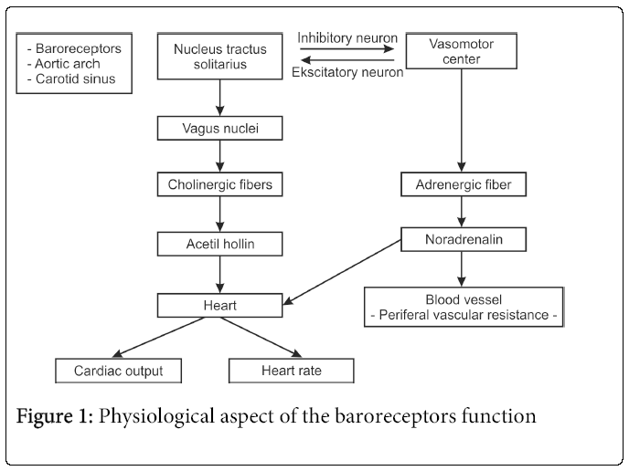 hypertension-Physiological-aspect