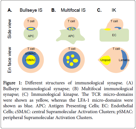 Immunobiology-immunological-synapse