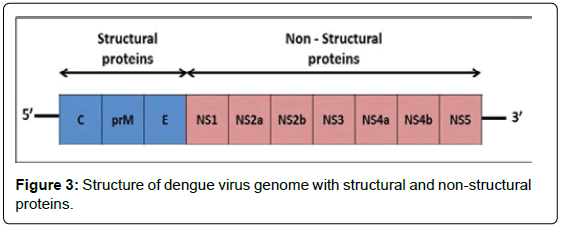 Structure Of Dengue Virus