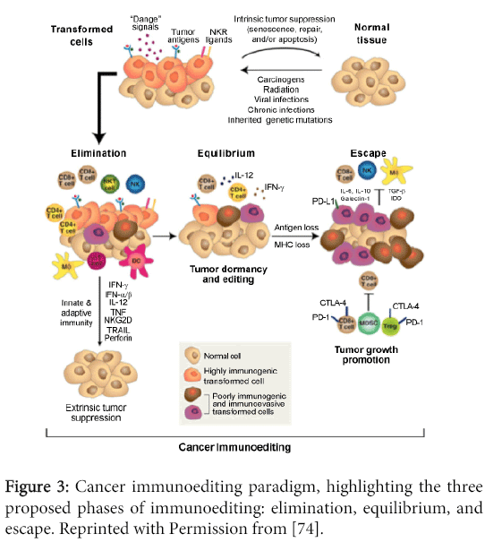 immunome-research-Cancer-immunoediting-paradigm