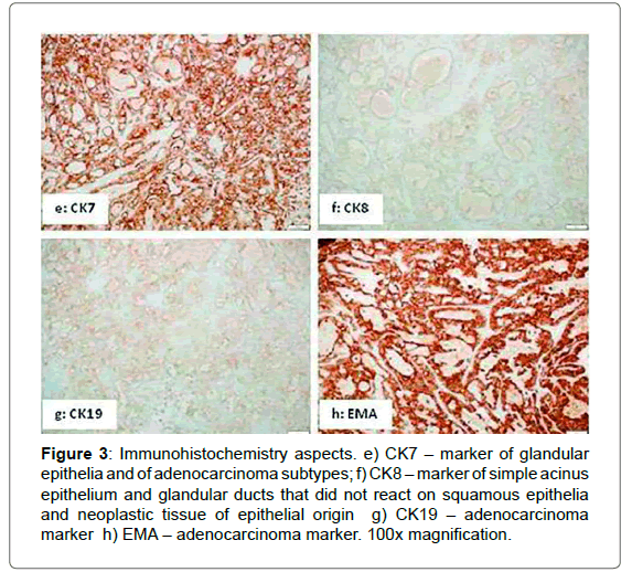 interdisciplinary-medicine-dental-science-glandular-ducts