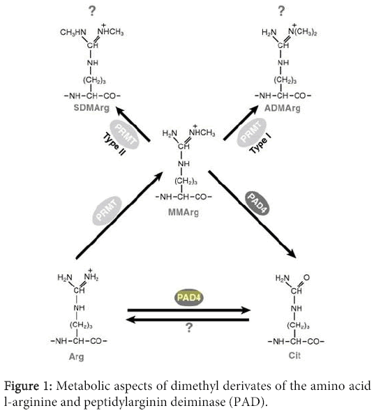 interdisciplinary-microinflammation-Metabolic-aspects-dimethyl