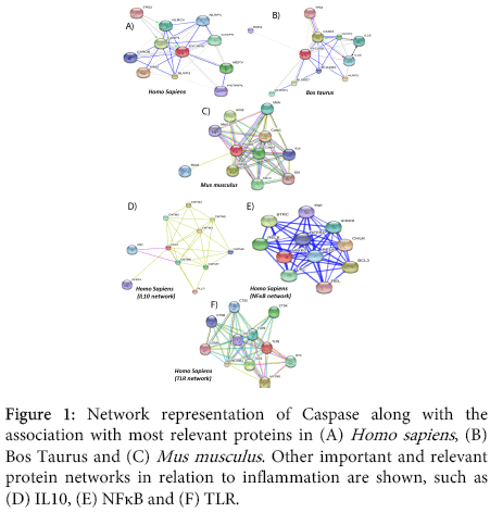 interdisciplinary-microinflammation-Network-representation-Caspase