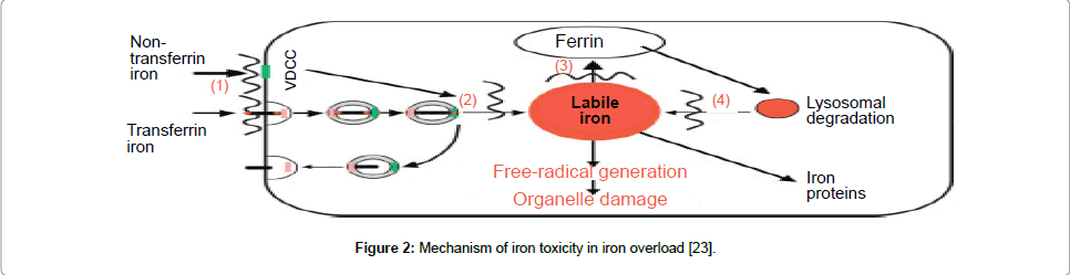 iron toxicity antidote
