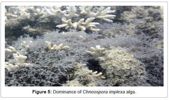 marine-science-research-Chnoospora-implexa-alga