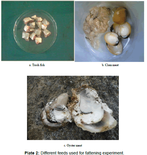 marine-science-research-Different-feeds-used-fattening