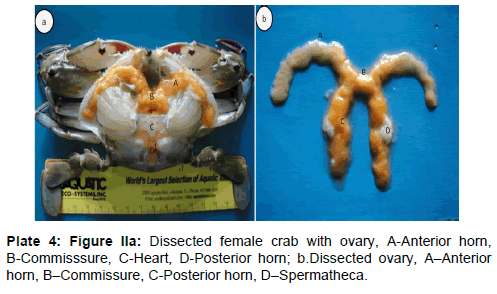 marine-science-research-Dissected-female-crab-ovary